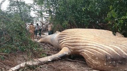 亚马逊丛林发现体长12米巨兽，专家：来自海洋，且未成年