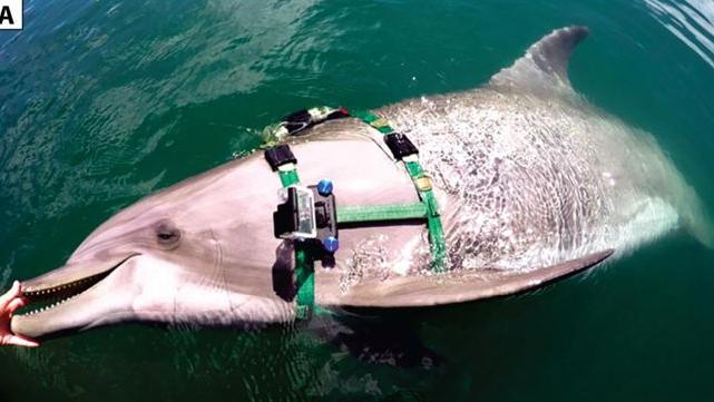研究人员在海豚身上捆绑相机，获得第一视角，他们看到了什么？
