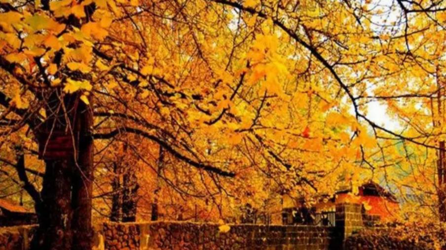 时空访客|银杏时光隧道，来了一次就爱上这里了，秋季来此恍若置身童话世界