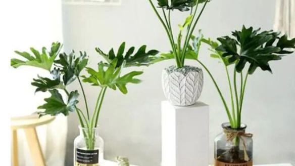 随着居住条件不断改善，室内绿化，已逐渐被人们所重视