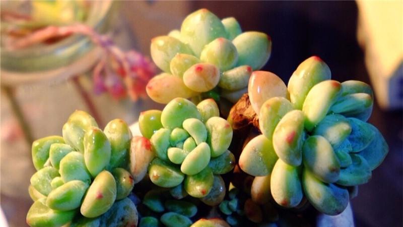 植物|适合放在办公室养护的劳尔