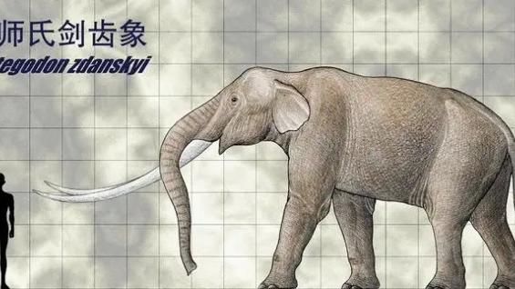 那些曾经在远古活跃如今却已经消失殆尽的象科动物