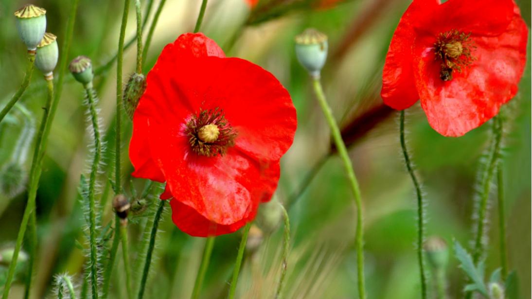 天蝎座|十二星座会因为什么与恋人闹矛盾？有的是因为吃醋