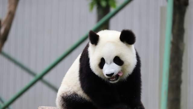 招聘|动物园心理测试：最想当哪只动物？测出适合你个性的工作是什么？