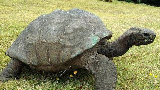 为何龟类的寿命可以那么长？研究发现：它们的衰老速度可以降为零