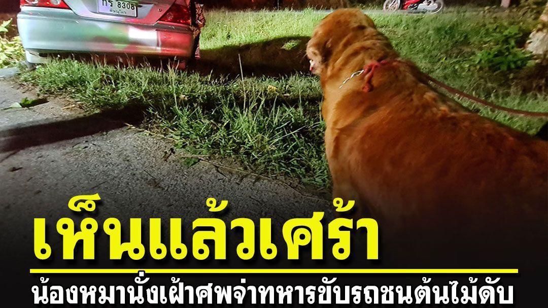 泰国男子车祸身亡 狗狗守在车内不让任何人靠近