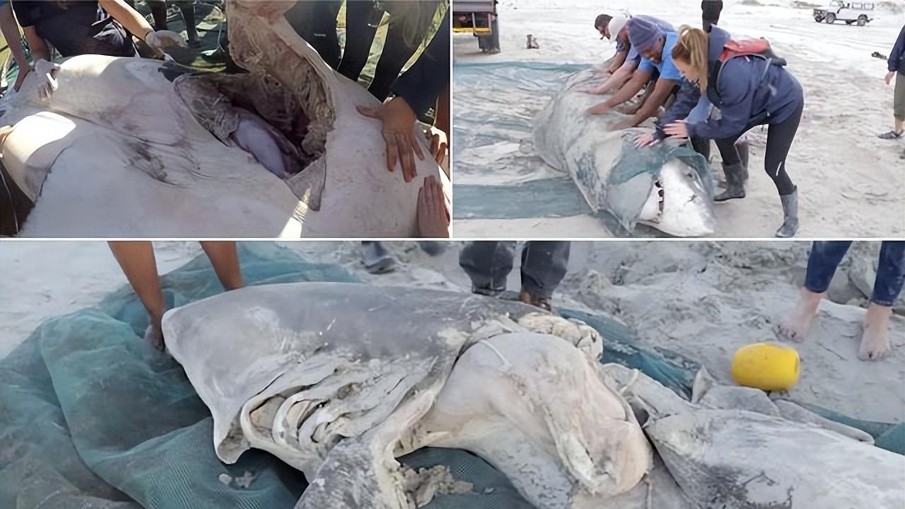 南非两只虎鲸持续猎杀大白鲨，只吃其肝脏，逼得大白鲨离开栖息地