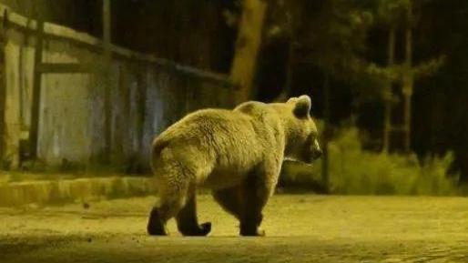土耳其一只小熊出现幻觉，疑吞食了大量致幻蜂蜜，让其行为不正常
