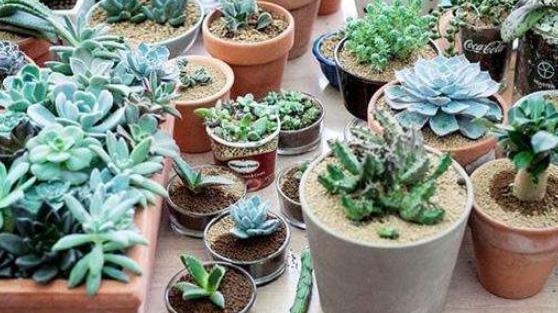 3种多肉，30多度高温疯长个不停，挂在窗台做窗帘，羡煞邻居