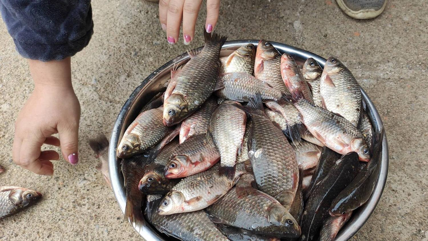 |哪种活饵钓淡水鱼的效果最好？4种钓淡水鱼效果最好的活饵