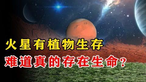 或许火星真的存在生命，探测器拍摄诡异照片，火星上有灌木丛