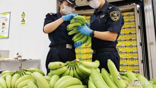 自然界的伟哥：巴西游走蛛毒液或使男性持续数小时的“生理反应”