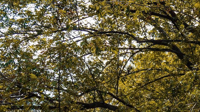 森林公园|徒步找秋天，发现宁波秋日彩色森林秘境，沉浸式赏秋景！