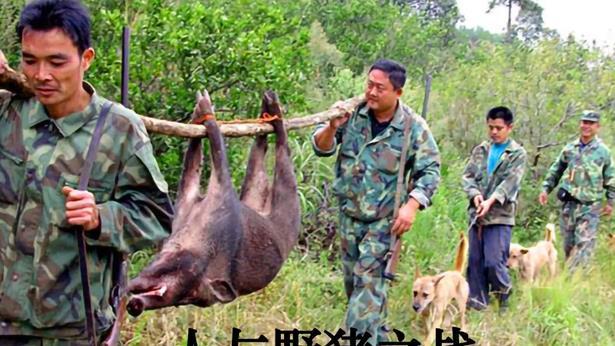 曾经一度销声匿迹的野猪，为何如今频频伤人损物？