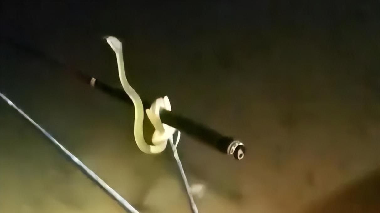 广西男子夜钓时，突然从树上掉下来一条蛇
