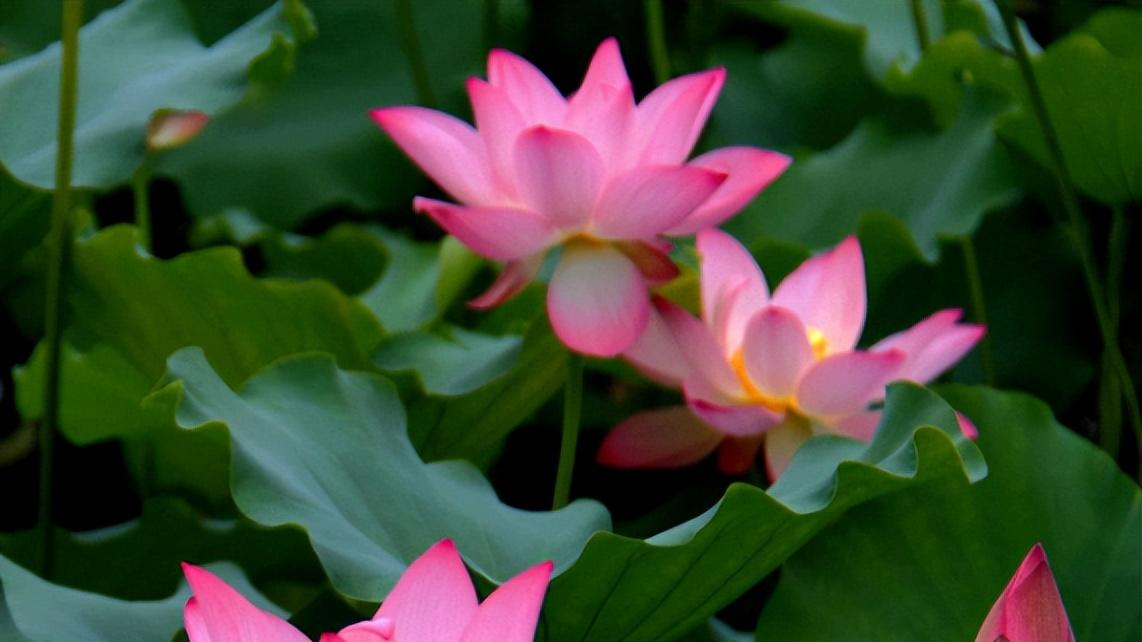 |哪几个星座的人，在职场中混得风生水起，有贵人暗中相助