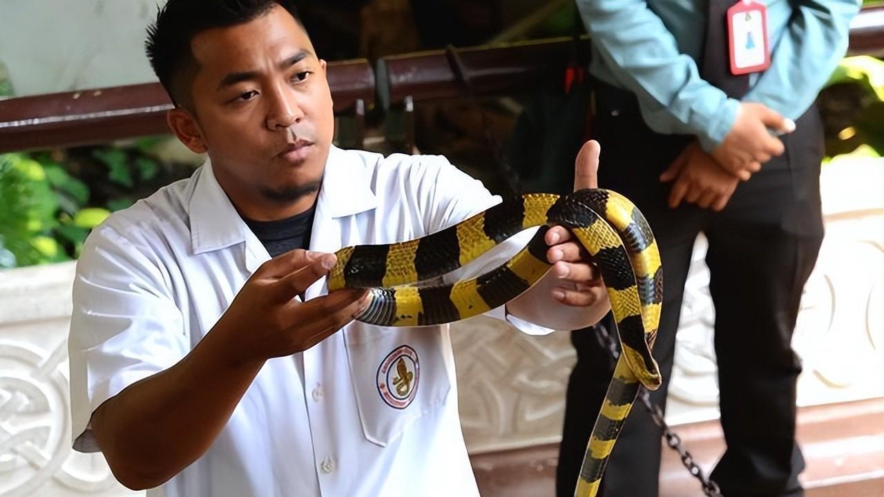 曼谷|曼谷被蛇类攻占？1-7月曼谷共捕捉2万条蛇，为什么曼谷那么多蛇？