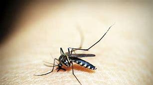 夏天的蚊子那么烦，还会传播疾病，为什么不能全部消灭？