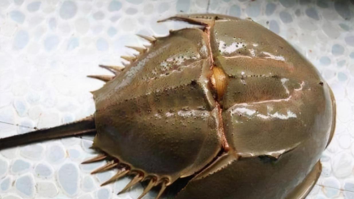 三叶虫|《宝可梦》来源与生态：镰刀盔是已灭绝的三叶虫还是现存的鲎？