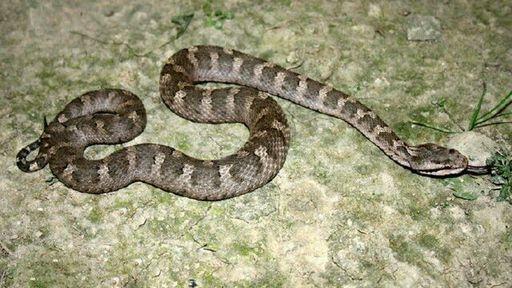 最毒蝮蛇，竟然是新疆的阿拉善蝮，颠覆我的认知！