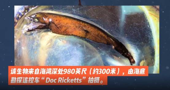 美国深海发现神秘生物，通体青铜金属色，是变异物种吗？