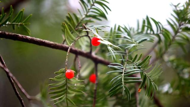 |76.8米“败落”，83.2米！西藏发现中国新“树王”，有什么意义？