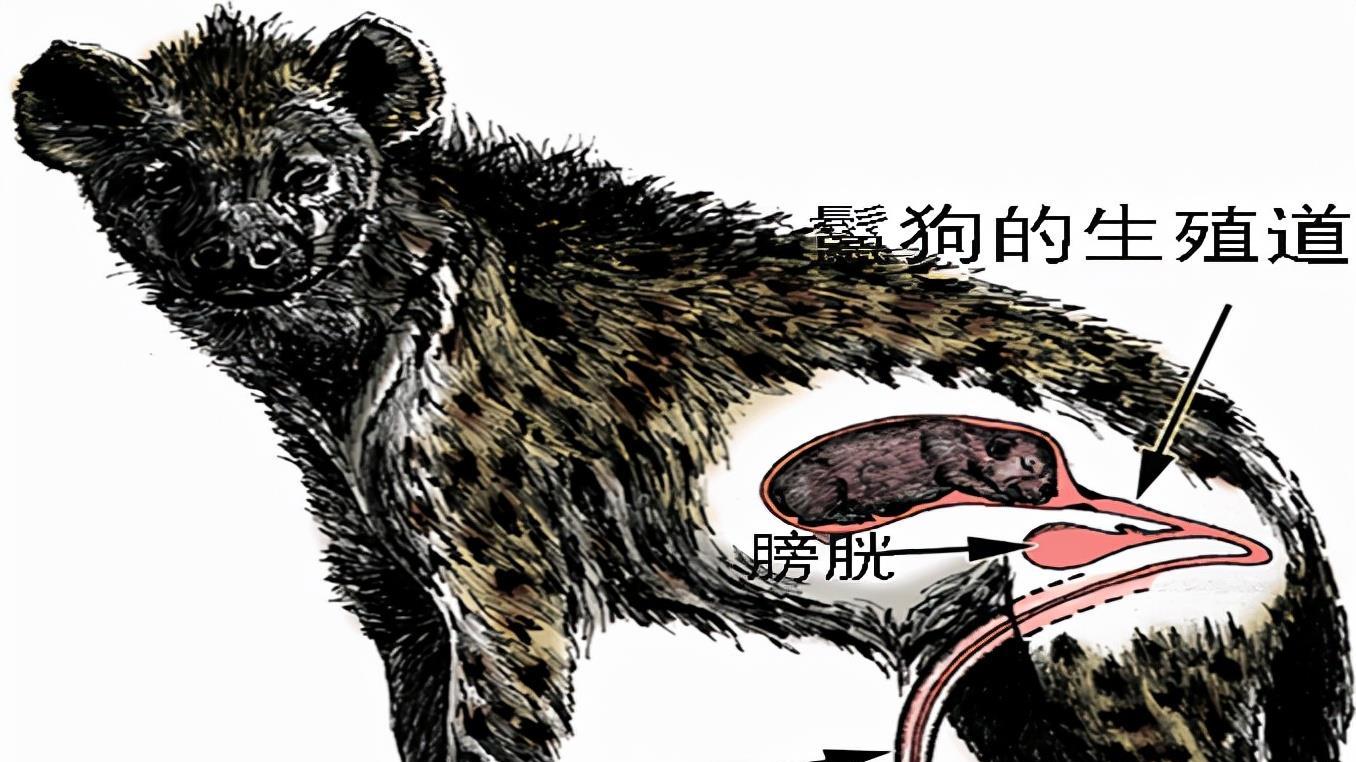 雌性为何长出雄性器官？2014年，日本一只母鬣狗长出雄性标志