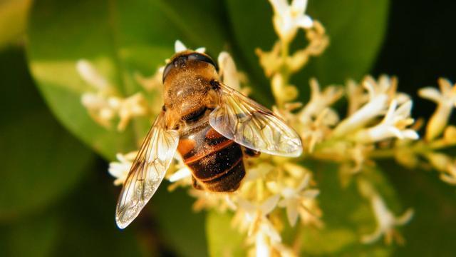 爱因斯坦说“没有蜜蜂人类只能活4年”，这是真的吗？