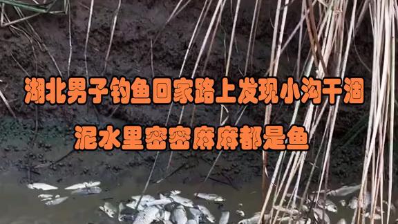 湖北钓友钓鱼回家碰到小沟干涸，里面野鱼扎堆泥水中