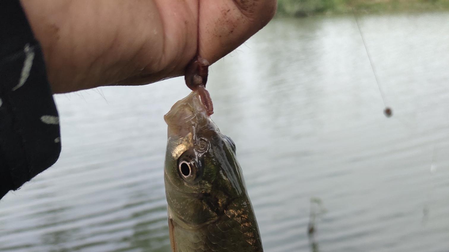 大爷|连续几天的大雨过后, 老家这大小河道都充满了黄澄澄的泥水