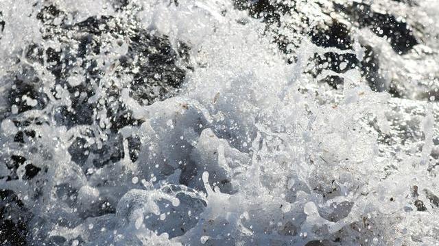 “一夫一妻”可能导致物种灭绝？听着很荒唐，科学家给你深入解读