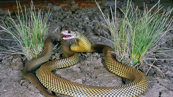 澳大利亚三大剧毒蛇，围攻巨型无毒蛇，殊死激战上演！