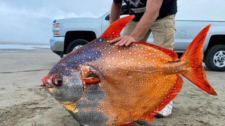 神秘巨鱼搁浅美国海滩，身长1米、重达45公斤，科学家认为不寻常！