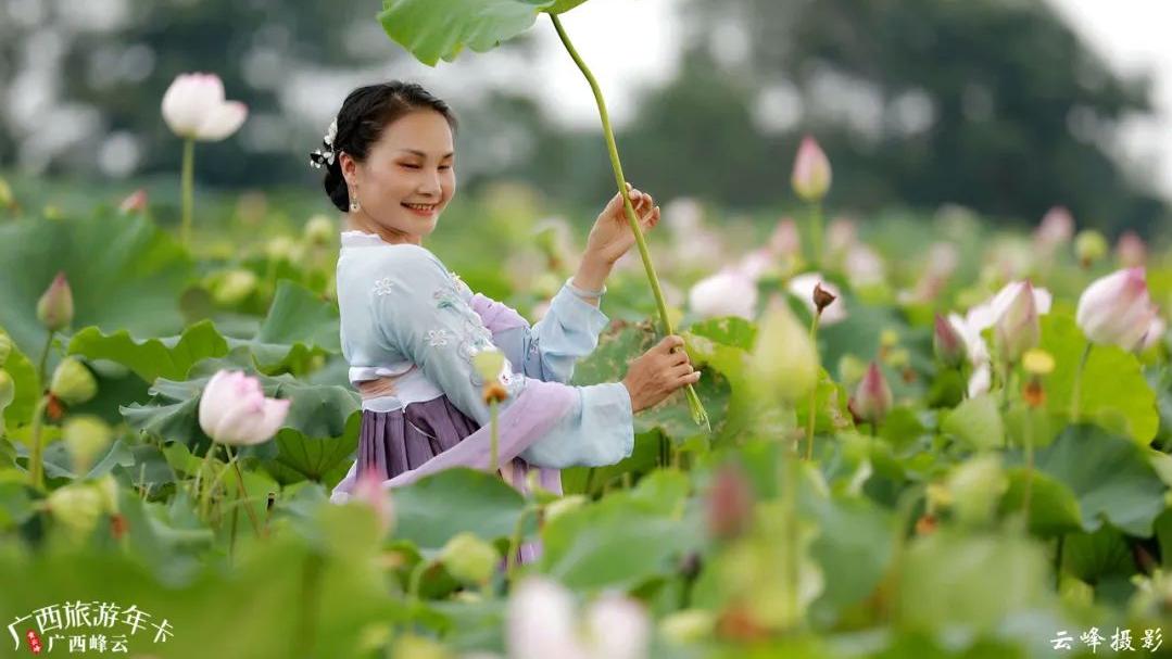 荷花|广西赏荷胜地！3000亩荷塘，几百种荷花一次看够！| 广西旅游年卡