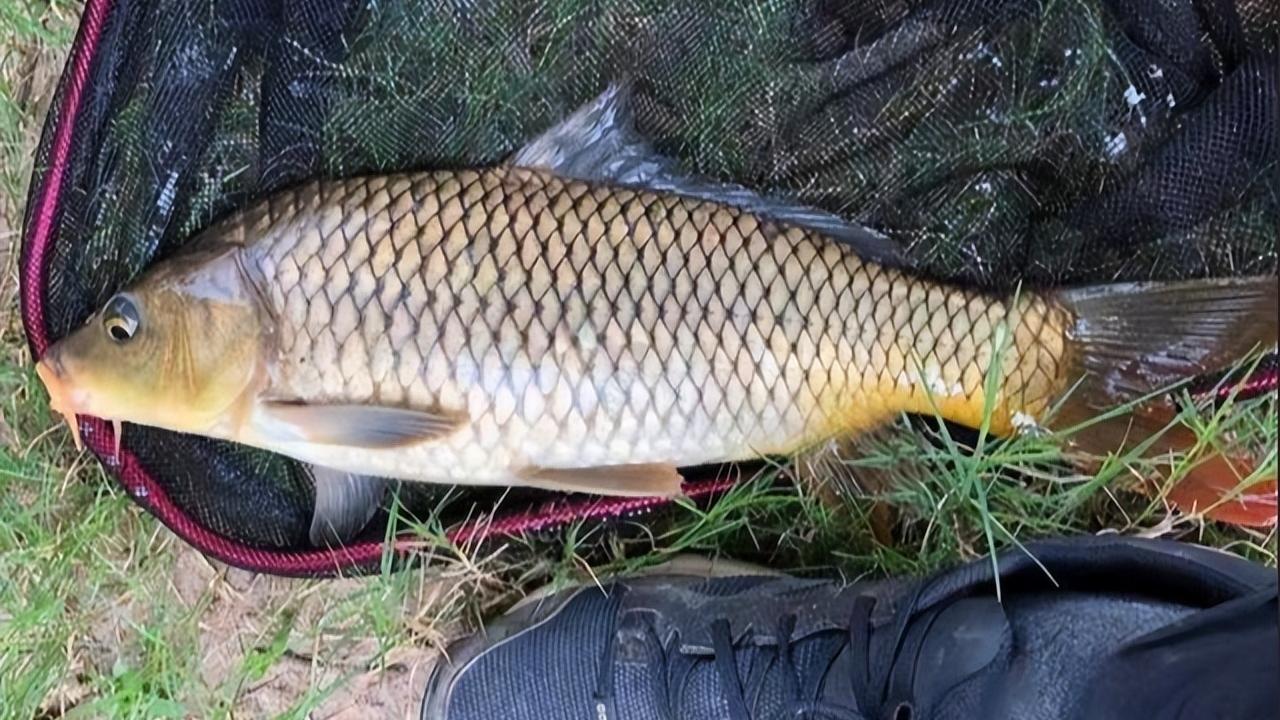 饵料|钓鱼时这5件事很多余，千万别画蛇添足！