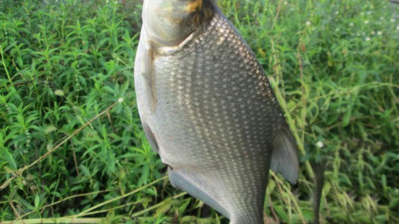 C罗|夏季垂钓，不要紧盯深水！大鱼都在这些地方“聚头”，一钓一个准