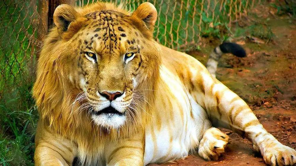 野生动物也能杂交，它们繁殖的后代有多惨？动物杂交该被禁止吗