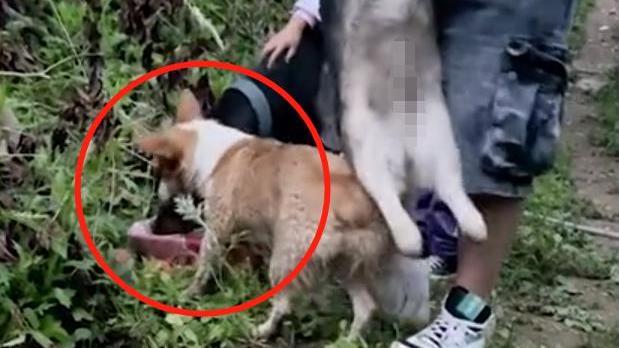 陕西一男子爱犬去世，埋葬时另外2只狗疯狂偷吃随葬品：吃席呢？
