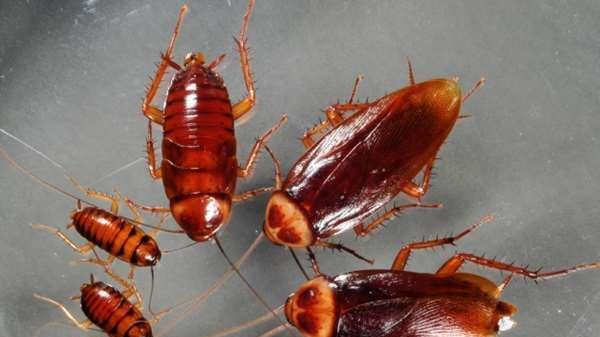 蟑螂拥有超强“逆天”技能，用激光来杀灭它们可不可行？