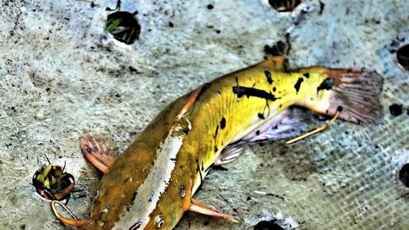 猪肝|夏天野钓黄辣丁，明白5大要点，掌握3款窝料，连竿上鱼不断