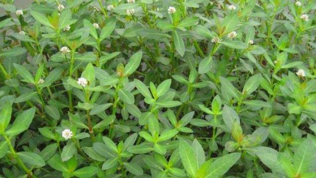 日本人带到中国的入侵物种，至今已90年，依然无法解决