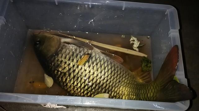 |“夜钓死鱼口，阎王在招手”，一热爱钓鱼的男子因此不在钓鱼