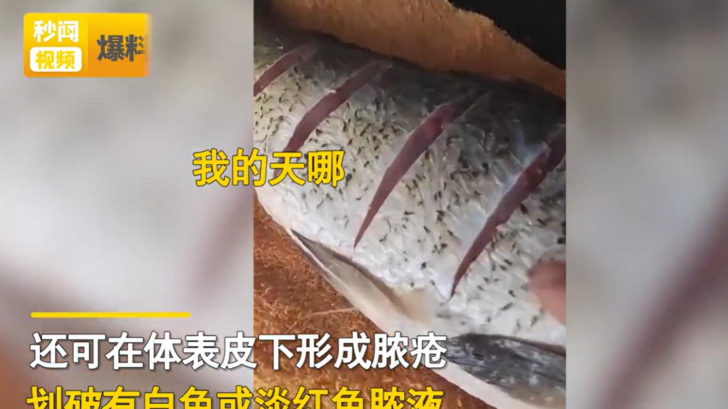 菜市场买回鲜鱼，做菜时发现鱼肉流出脓液，让人看了恶心！