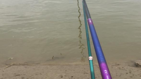 |鱼类嗅觉和味觉，直指诱食剂和促食剂，吃到嘴里才有用(文后彩蛋)