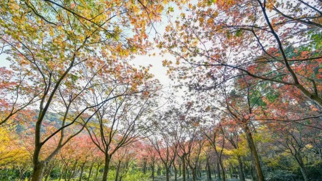 宁波|宁波秋日童话！这三个地方带你走入童话世界，感受秋日的浪漫