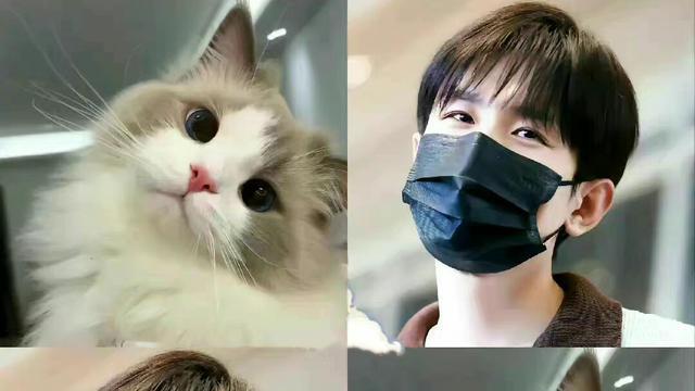 蒋雯丽|成毅猫耳错位图好萌，网友：一旦接受了这种奇怪设定就摆脱不了！