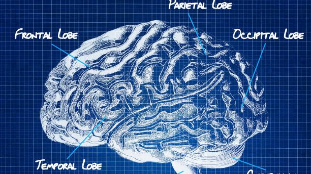 人类能够做到在不同的物种间转变并跨物种进行融合同化