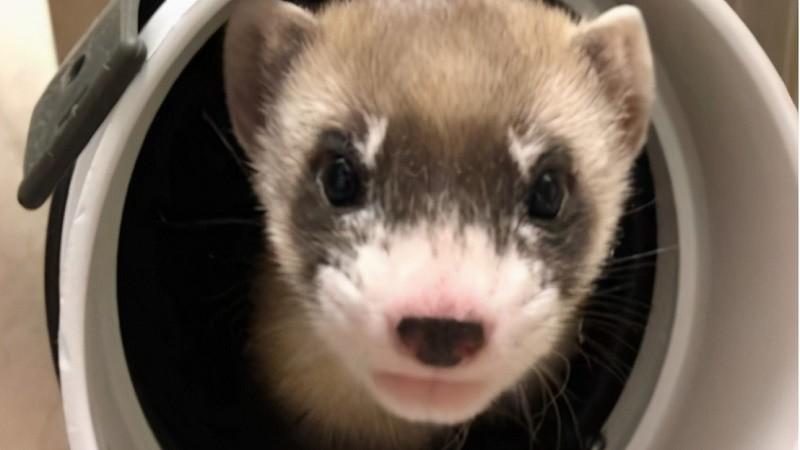 爱吃土拨鼠的黑足雪貂一度灭绝！却被大哥级土拨鼠堵家中不敢出来