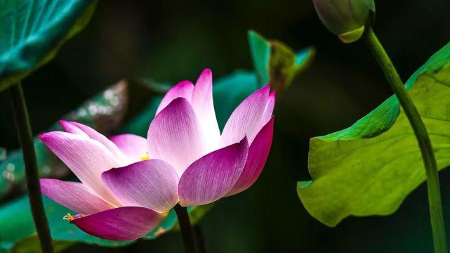 莲商会 这个夏天，把荷花照片，拍高级