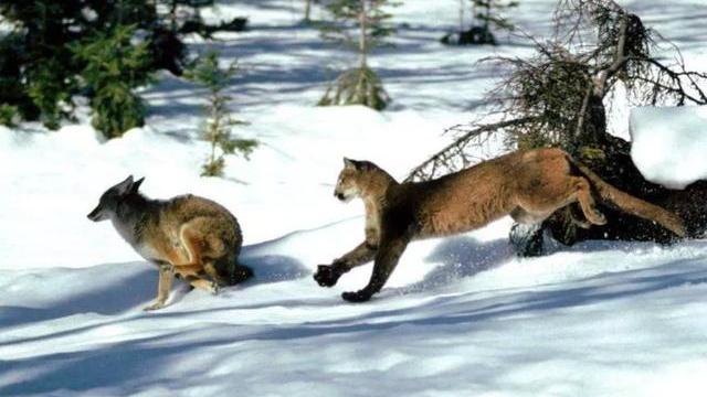 白俄罗斯一只雄性猞猁通过偷袭战术，在14天内连续杀死了2头母狼和3只幼崽